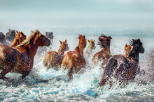 Batch Of Nice Haflingers Jumping In Water