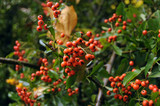 Fototapeta Natura -  scarlet firethorn, ognik szkarłatny