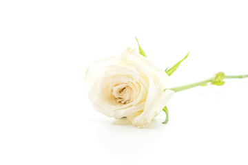 white rose on white background