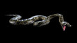 3d Boa Constrictor The World's Biggest Venomous Snake Isolated on Black Background, 3d Illustration, 3d Rendering