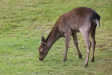 Fototapeta  - Deer on Brownsea Island
