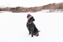 Black Dog With Red Wooly Hat