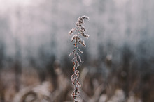 Frost Covered Plant
