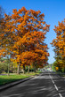 Natural autumn view on a street in a city