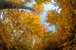 Autumn in the forest, yellow and orange trees and shrubs, fish-eye view