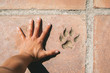 © ACALU Studio/Stocksy - Person hand and footprint dog