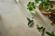 © Trent Lanz/Stocksy - Different herbs on plaster table for wellness