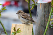 A sparrow on a wooden log in a rogue garden on berlins former airport Tempelhof