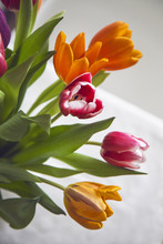 My Lovely Tulips