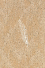 A White Feather Against Clean Sand On A Beach