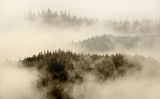 Fototapeta Na ścianę - fog covering the mountain forest