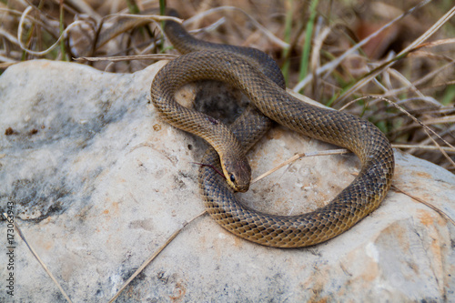 Zdjęcie XXL Dead Freminville&#39;s Scorpion-eating Snake (Stenorrhina freminvillei), północno-zachodnia Gwatemala