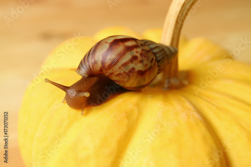 Zdjęcie XXL Zakończenie brown lampasa skorupa ślimaczka pięcie na jaskrawej żółtej bani