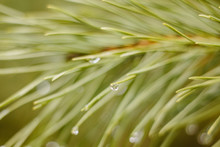 Long Green Pine Needles With Water Drops