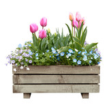 beautiful colorful tulips blooming on wooden pot in white isolated background