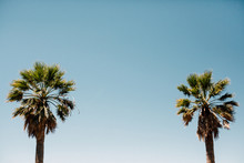 Row Of Palm Trees