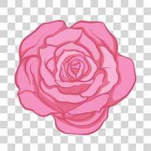 Isolated Pink Rose Flower. Stock Vector Illustration.