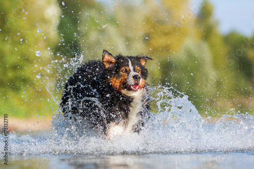 FotoMural Australian Shepherd dog runs through the water ...