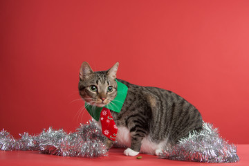 Grey Tabby Cat playing in Christmas garland on a red background facing front