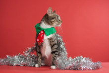 Grey Tabby Cat Playing In Christmas Garland On A Red Background Facing Right