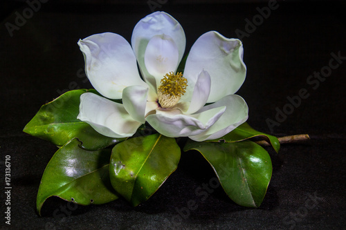 Zdjęcie XXL Southern Magnolia Bloom