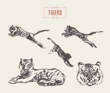 Set Tigers Drawn Vector Sketch Illustration