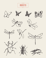 Set Dragonflies Butterflies Drawn Vector Sketch