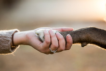Close Up Of Dog Shaking Hands With Her Female Owner.