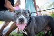 Pit bull dog smiles at the camera with people out of focus behind him.