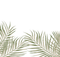 Wall Mural - Green leaves of palm tree isolated on white background