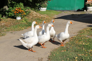 Wall Mural - a flock of white geese walking along a village street