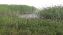 Cloudy Nasty Day. Pouring Rain. Lake Shore. Reeds And Cattails Wildlife