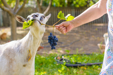 Goat eats grapes from the hands of the hostess in the village