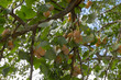 Früchte desGinkgobaum (Ginkgo biloba)