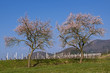 Mandelbaumblüte (Prunus dulcis)