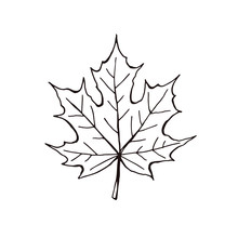 Hand Drawn Maple Leaf Outline. Maple Leaf In Line Art Style Isolated On White Background.