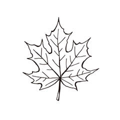 hand drawn maple leaf outline. maple leaf in line art style isolated on white background.