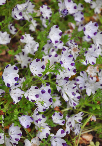 Fotografie, Obraz Gefleckte Hainblume (Nemophila maculata)