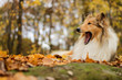 Yawn rough collie, autumn, warm colors