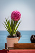 A colorful pink blooming plant in front of the mediterranean sea