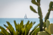 a sailing boat on the mediterranean sea framed by cactus plants on the coast