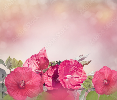 Red Hibiscus Flowers