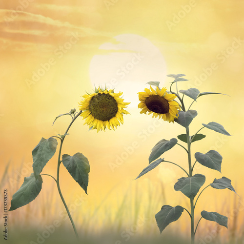 Beautiful blossom of sunflowers