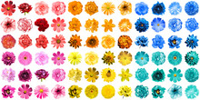 Mega Pack Of 72 In 1 Natural And Surreal Blue, Yellow, Red, Orange, Turquoise And Pink Flowers Isolated On White