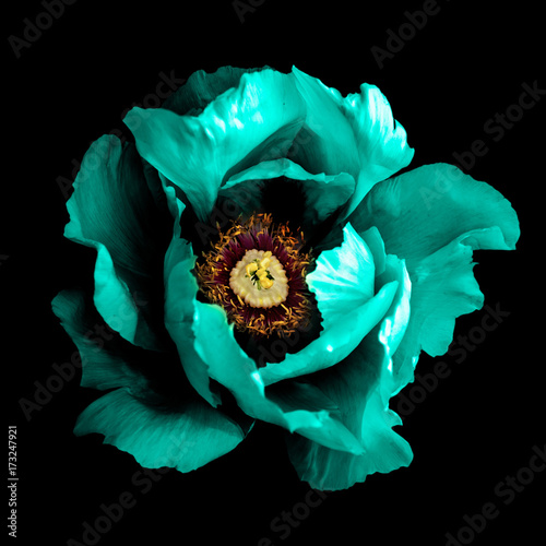 Surreal dark chrome cyan peony flower macro isolated on black © boxerx