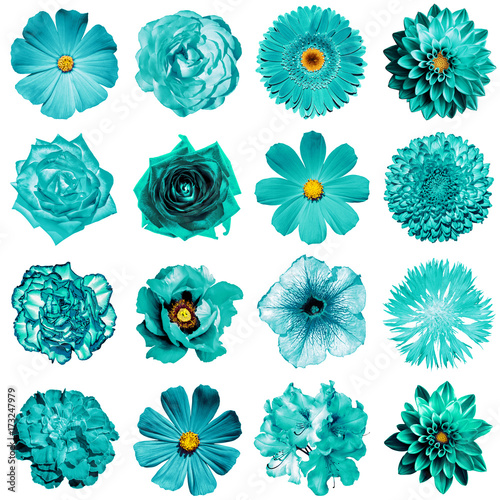 Mix Collage Of Natural And Surreal Turquoise Flowers 16 In 1 Peony Dahlia Primula Aster Daisy Rose Gerbera Clove Chrysanthemum Cornflower Flax Pelargonium Isolated On White Stock Photo Adobe Stock