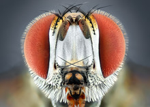 Drosophila Melanogaster Fruit Fly Extreme Close Up Macro