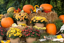 Pumpkins, Straw And Flowers Like Halloween Decoration