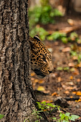 Wall Mural - lazy leopard playing