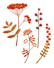 Autumn Berries Hand Painted With Watercolors
